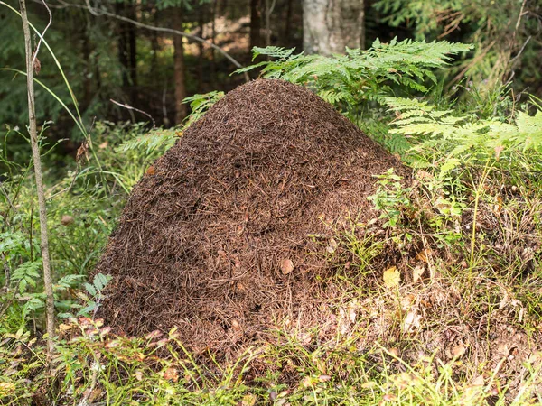 Grote mierenhoop onder het gras — Stockfoto