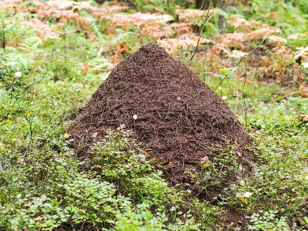 Ameisenhaufen im Gras — Stockfoto