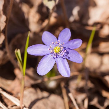 Mavi bahar çiçeği