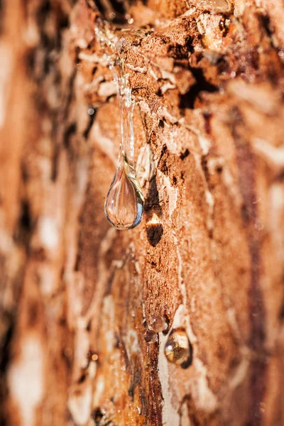 Drop of pine resin — Stock Photo, Image