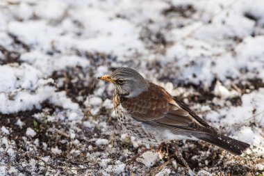 fieldfare portresi