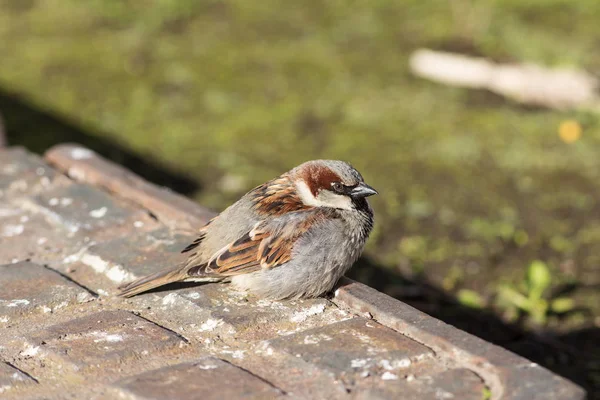 Sparrow fechar — Fotografia de Stock
