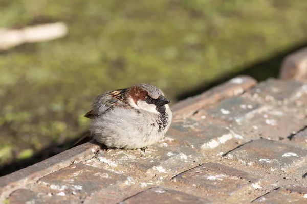 Portrait of a sparrow — Stock Photo, Image