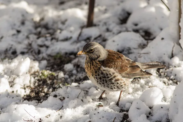 Björktrast på snö — Stockfoto