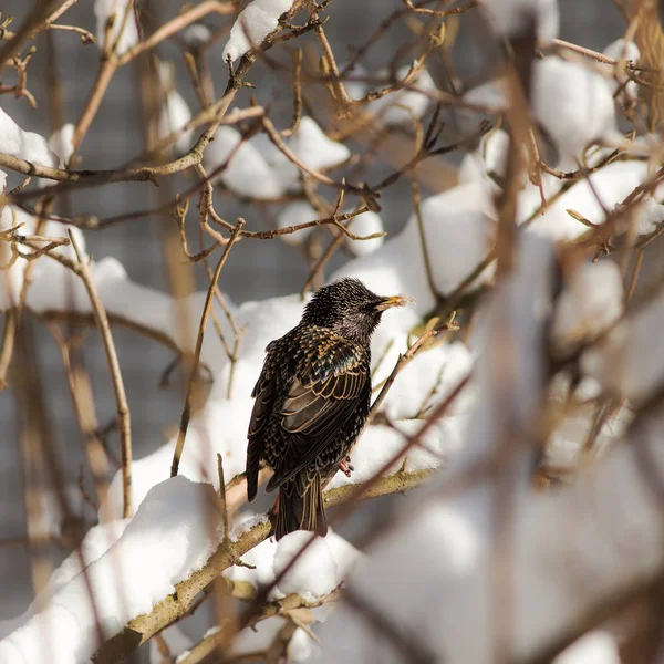 Starling on bush branches — Stock Photo, Image