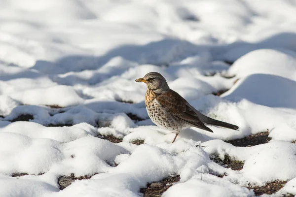 Portrait of fieldfare in spring day — Stock Photo, Image