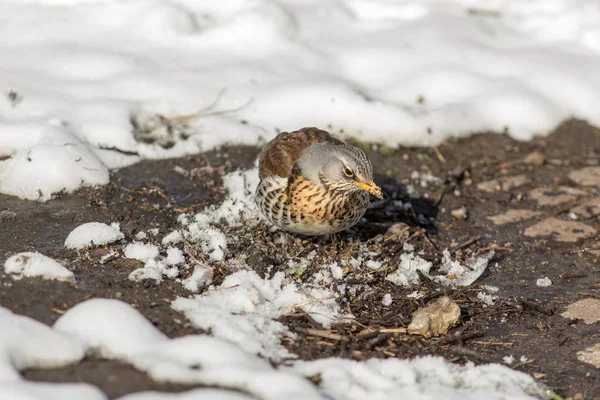 Fieldfare on a sunny spring day — Stock Photo, Image