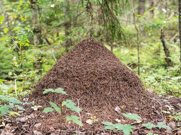 Anthill in the forest — Stock Photo, Image