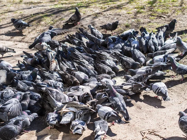 Grote zwerm duiven — Stockfoto