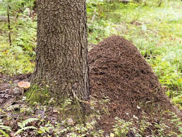 Большой муравейник возле дерева — стоковое фото