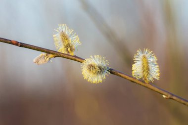 Ön planda bir söğüt dalı