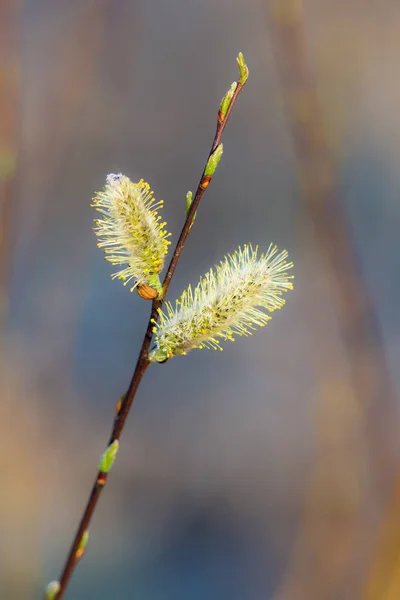 Branche d'un saule au printemps — Photo