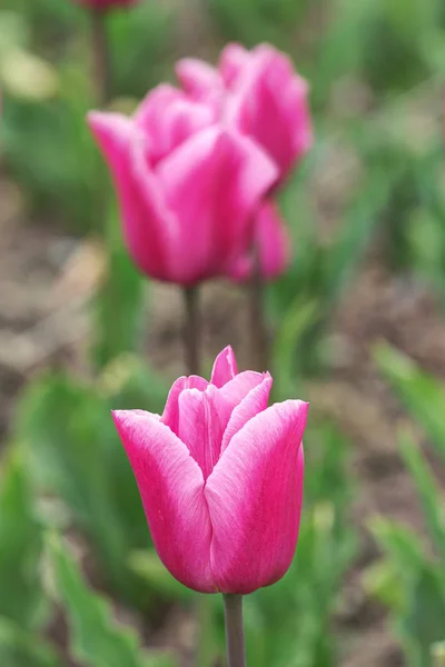 Tulips in spring garden closeup — Stock Photo, Image