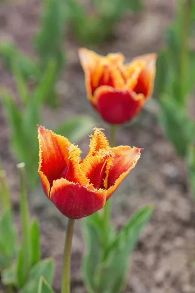 Tulipani arancioni in primavera — Foto Stock