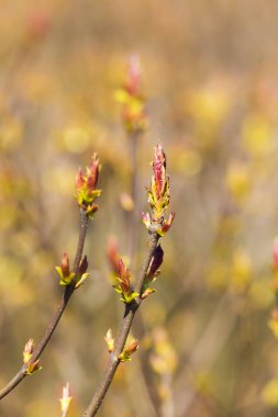 Dalları bahar tomurcukları ile