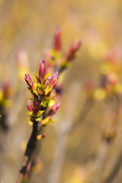 Bourgeons de printemps au premier plan — Photo