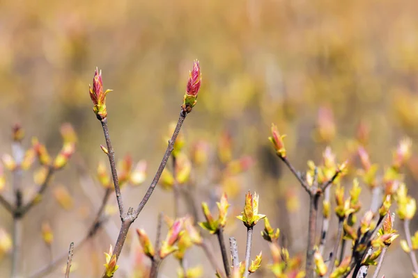 Arbusto con brotes de primavera —  Fotos de Stock