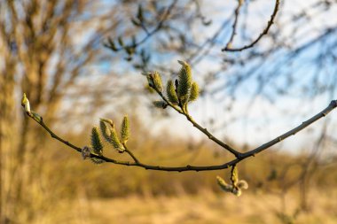 Baharda willow