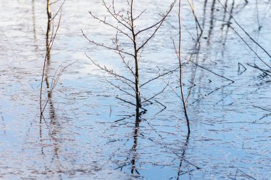 Bahar wate ağaçlarda