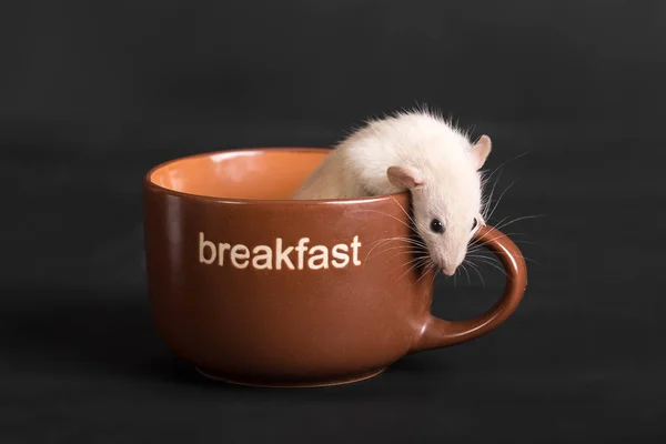Taza de desayuno — Foto de Stock