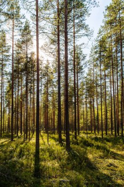 bir çam ormanı içinde güneşli manzara