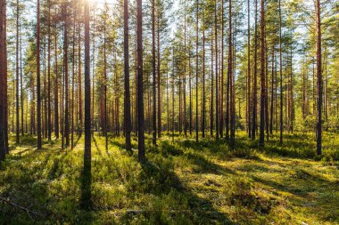 Çam ormanlarında güneşli bir gün