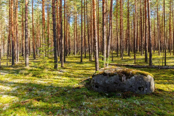 Сосновий ліс на початку осені — стокове фото