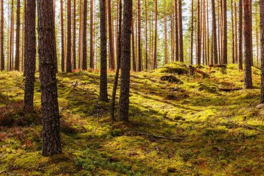 Yeşil yosun ve berry çalılar