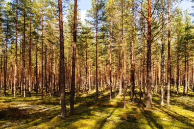 çam ormanı erken Güz