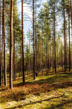 Çam ormanı berry çalılar ile