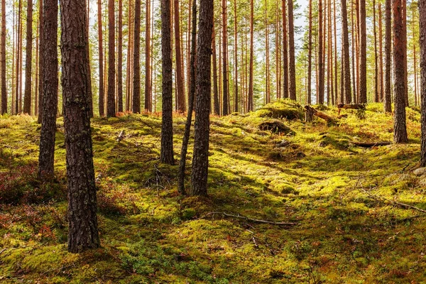 Grön mossa och berry buskar — Stockfoto