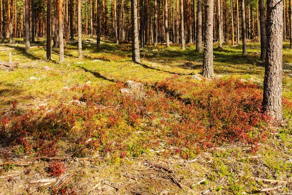 Glade berry çalılar ile — Stok fotoğraf