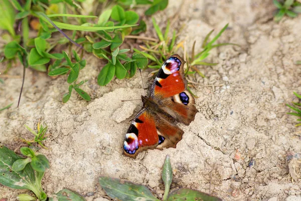 Красная бабочка весной — стоковое фото