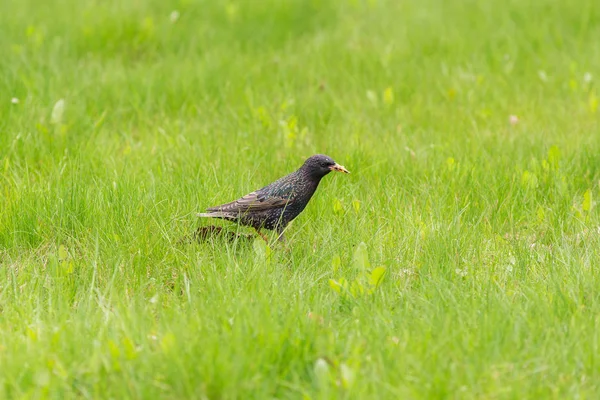 Starling yeşil çimenlerin üzerinde — Stok fotoğraf