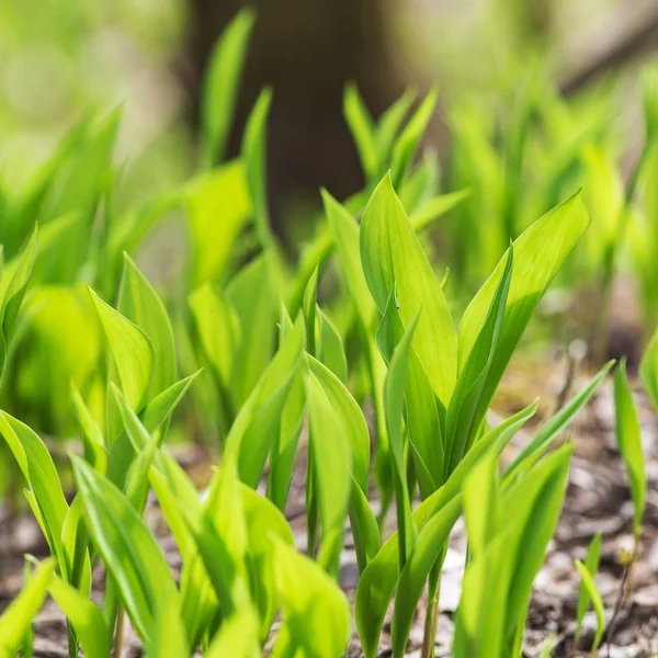 Foglie verdi di primavera — Foto Stock