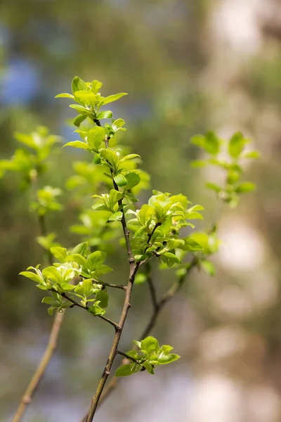 Gałąź wiosenna z zielonymi liśćmi — Zdjęcie stockowe