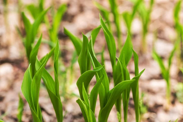 Folhas verdes na primavera — Fotografia de Stock