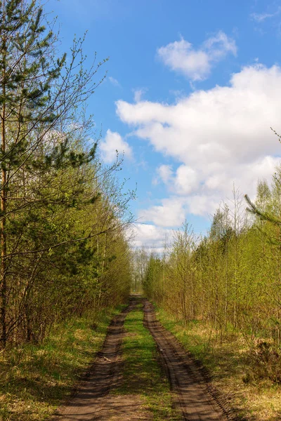 Route dans la forêt — Photo