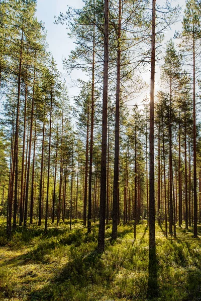 Pineta all'inizio dell'autunno — Foto Stock