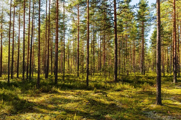 Zonnige dennenbos — Stockfoto