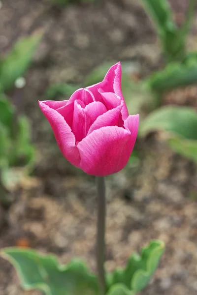 Pink tulip in spring — Stock Photo, Image