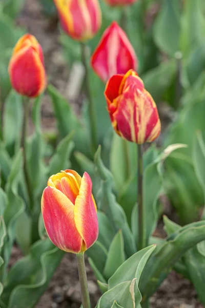 Tulipani in un primo piano di giardino di primavera — Foto Stock