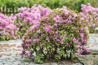 pembe ormangülü bush