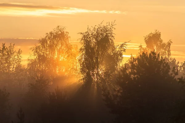 Sonne hinter den Bäumen — Stockfoto