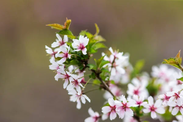 Třešňové květy zavřít — Stock fotografie