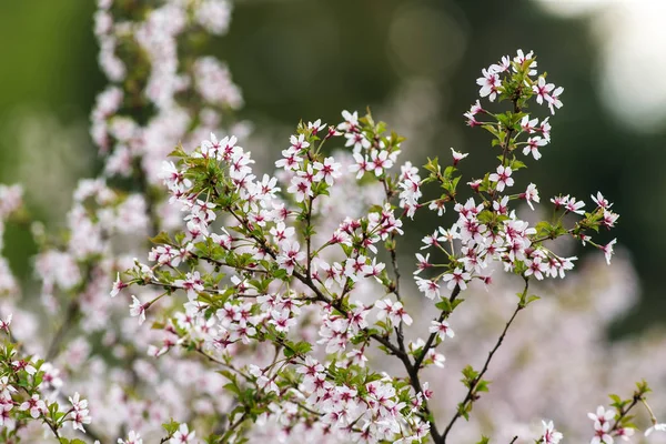 Větve cherry v popředí — Stock fotografie