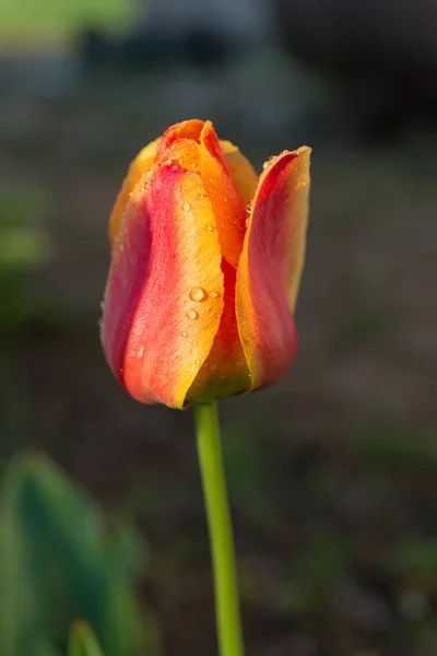 Tulip with dew drops — Stock Photo, Image