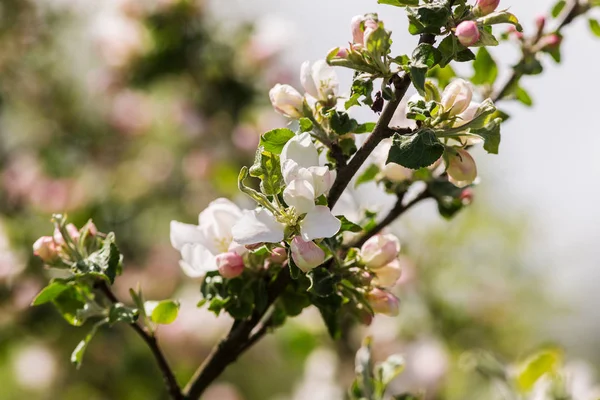 Kvetoucí strom closeup apple — Stock fotografie