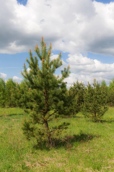 Pine in the foreground — Stock Photo, Image