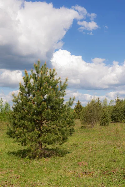 Spring landscape with a pine — Stock Photo, Image